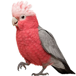 Other Cockatoos
